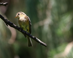 Buff-breasted Flycatcher